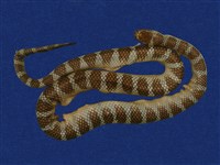 藏品(闊帶青斑海蛇)的圖片